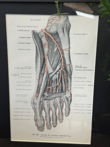Framed antique anatomy print showing a grayscale 1920s medical book plate of the human foot with labeled muscles and vessels