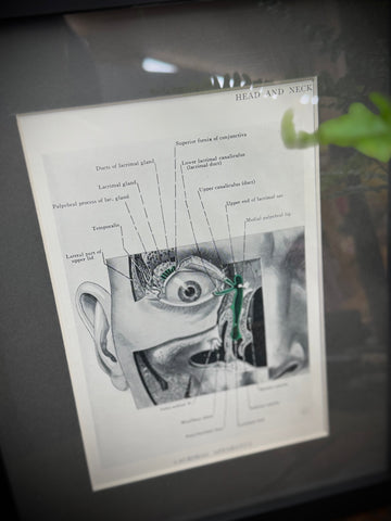 Framed antique anatomy print showing black and white labeled head and neck diagram from a 1920s medical book plate