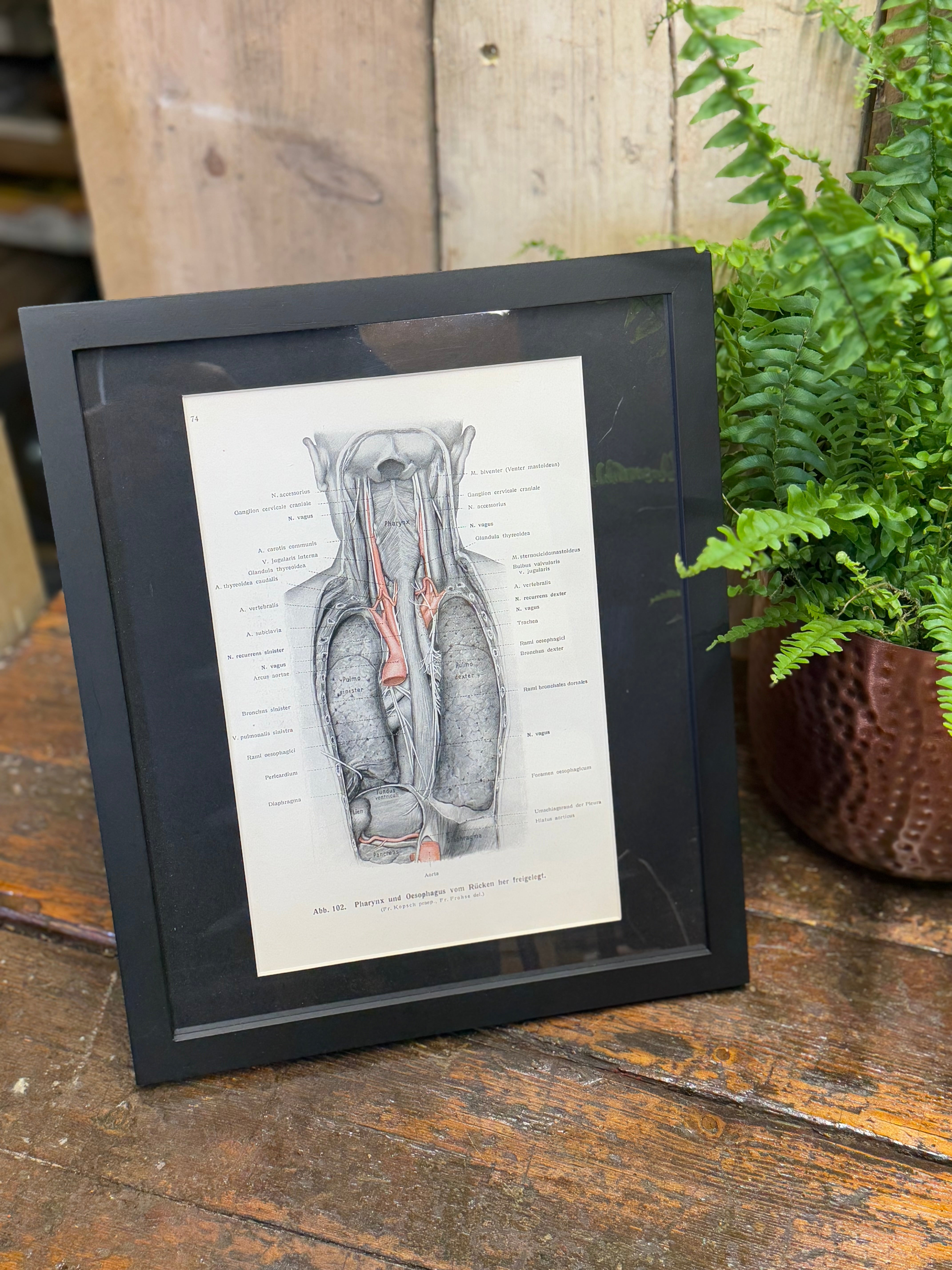 Black-framed anatomical print of thoracic cavity on aged paper vintage style 1920s medical book plate wall art