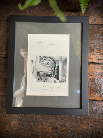 Black-framed anatomical print featuring labeled cross-section of head from a 1920s medical book plate wall art