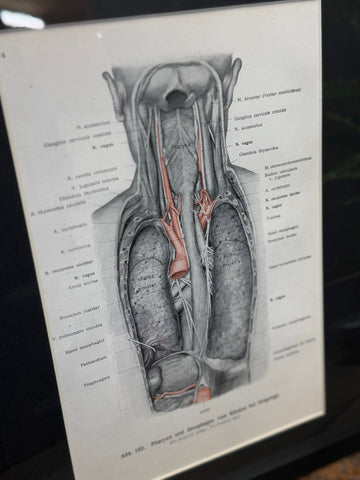 Framed antique anatomy print of the human thoracic cavity with pink highlights from a 1920s medical book plate