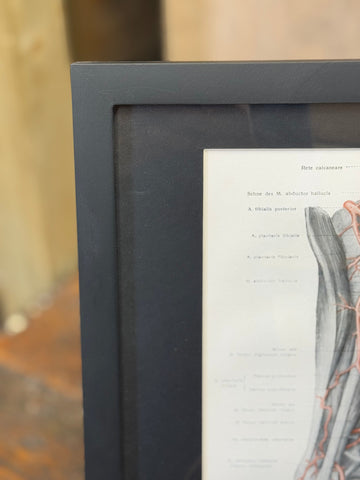Black framed anatomical diagram of human leg with red vascular highlights from 1920s medical book plate wall art