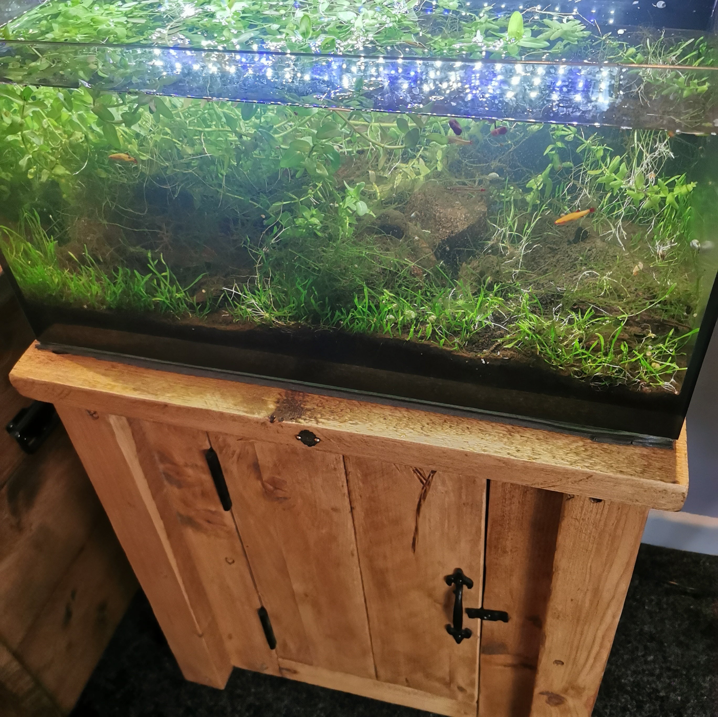 Rectangular handmade fish tank with lush green plants and orange fish lit by blue led lights on custom stand