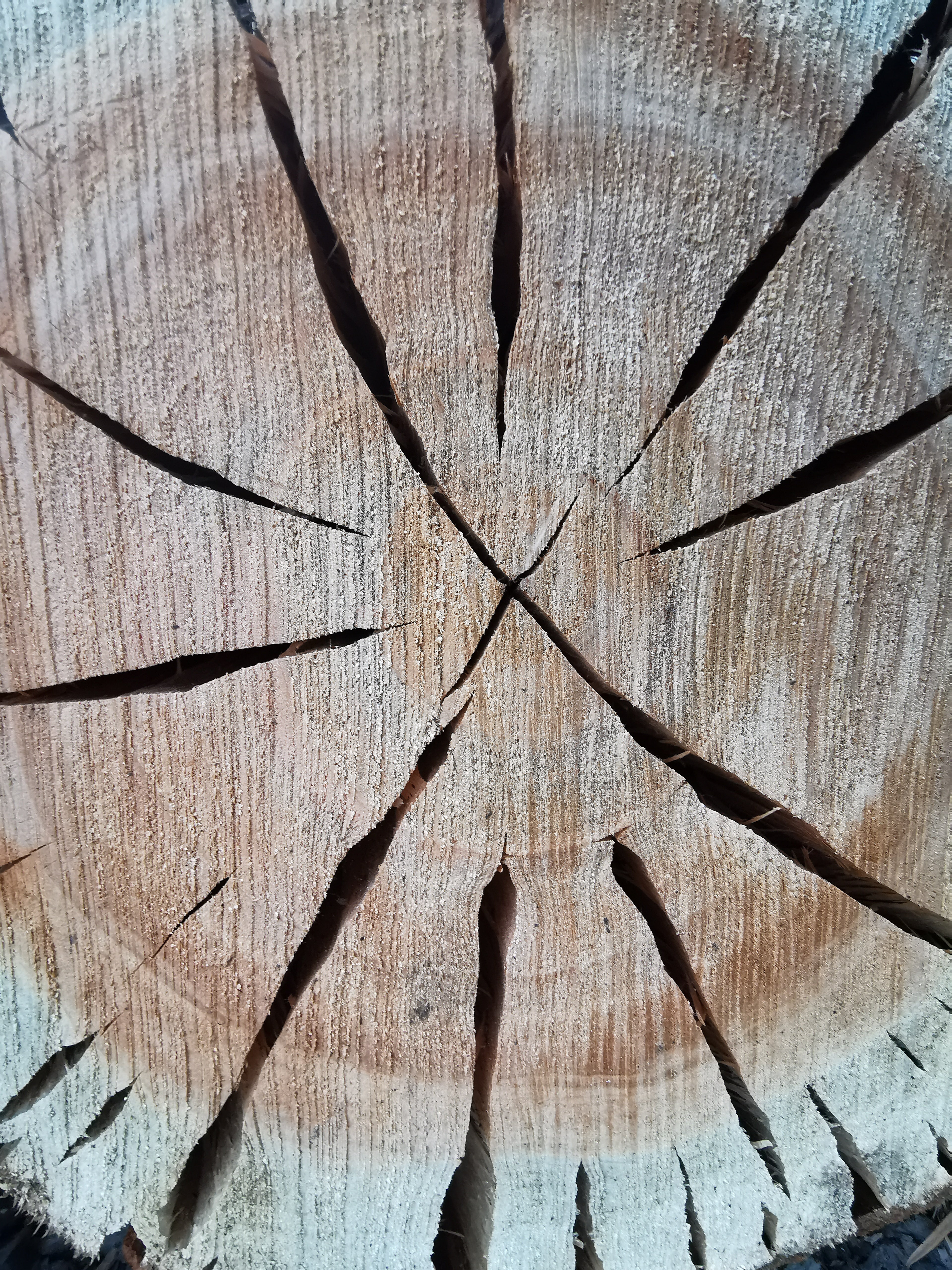 Handmade fish tank stand made of rustic light brown wood with visible growth rings and radial cracks