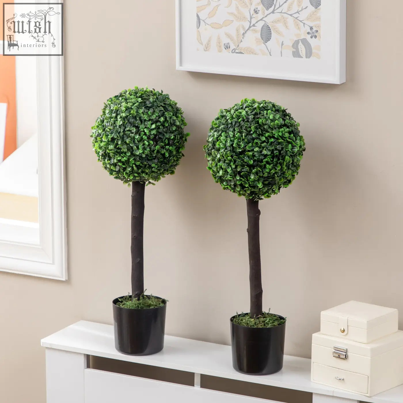 Two green boxwood trees with dense foliage in black cement-filled pots perfect for indoor and outdoor decor