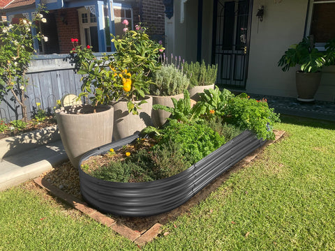 Black galvanized metal raised garden bed filled with lush green herbs for outdoor vegetable gardening