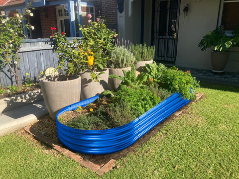 Bright blue galvanized metal raised garden bed filled with green herbs and yellow flowers for outdoor gardening