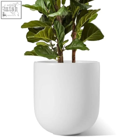 A sleek white ceramic plant pot with drainage hole holding a lush fiddle-leaf fig perfect for indoor plants