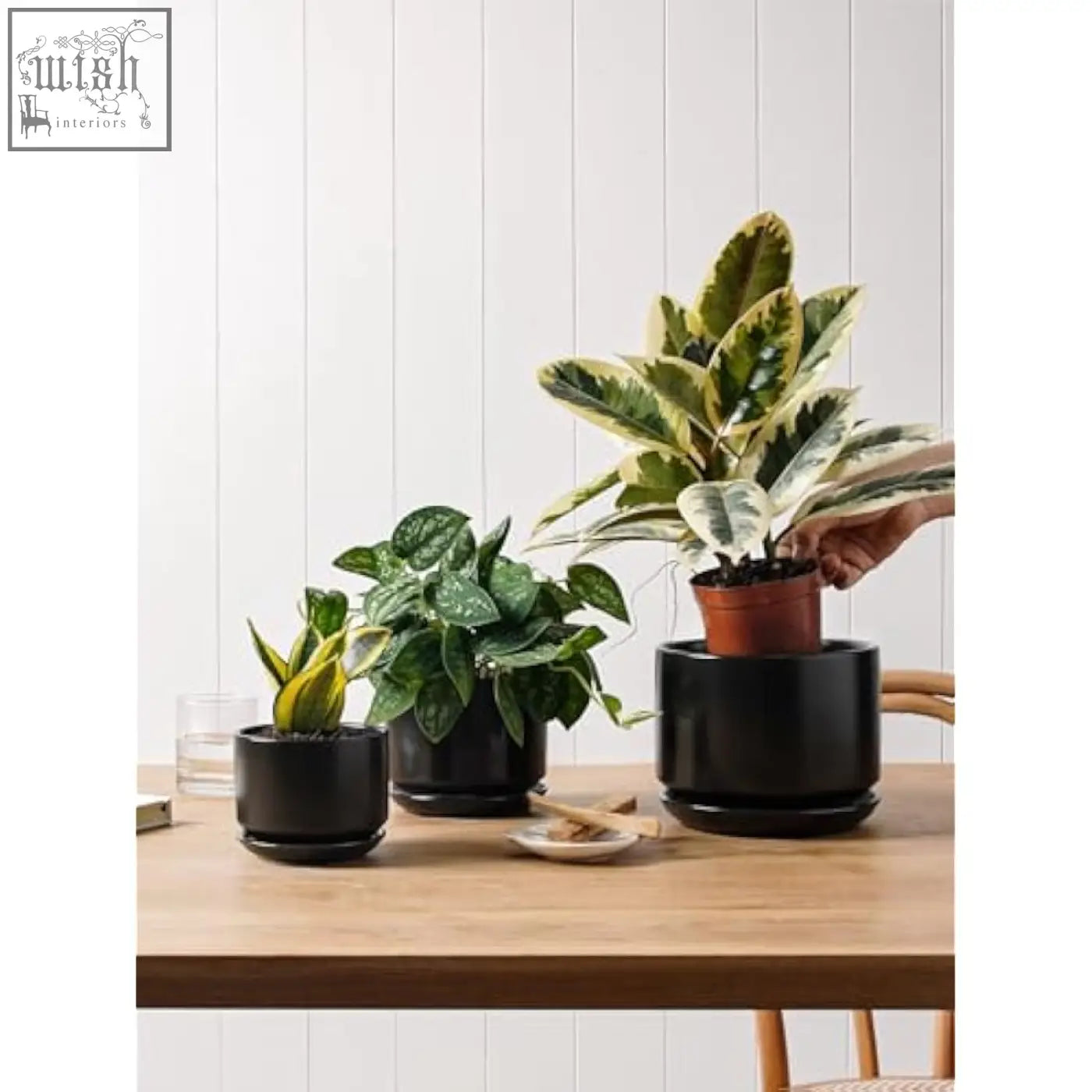 Black glossy ceramic planter with matching saucer holding variegated plant in terracotta pot with mesh pad and drainage hole