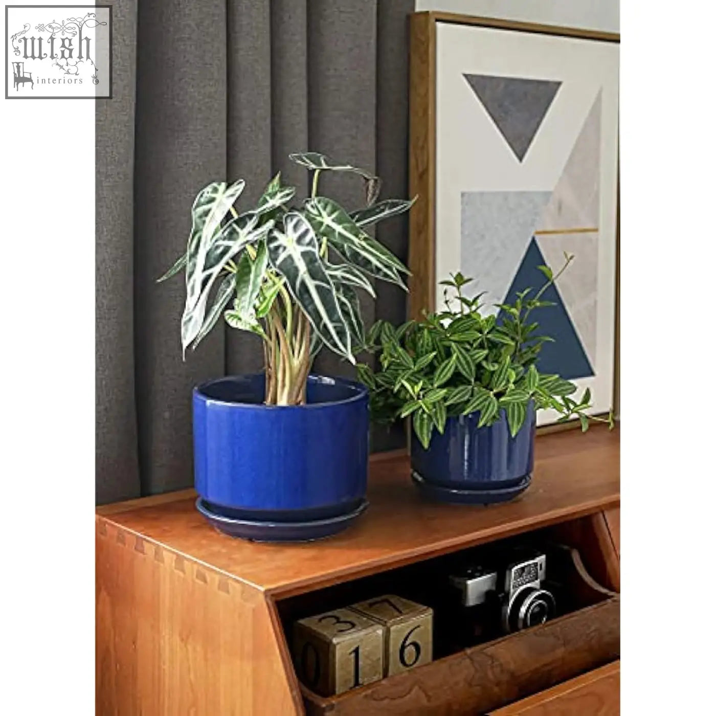 Vibrant sapphire blue ceramic planter with drainage hole and saucer housing lush alocasia plant in le tauci set