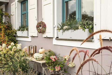 White woven lechuza balconera cottage watering planter plastic indoor with greenery and small pumpkins in window box