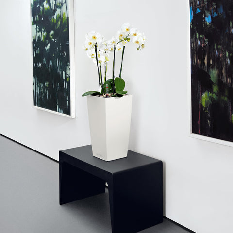 White lechuza cubico color self watering planter with water level indicator holding white orchids and green leaves