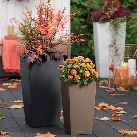 Two lechuza cubico color 30 self watering planters in matte black and warm taupe with vibrant autumn foliage and water level indicator