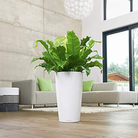 A sleek white high gloss lechuza rondo 32 self watering planter with drainage hole holding lush green ferns