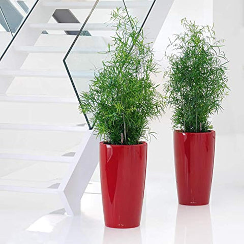 Two vibrant red high-quality lacquered lechuza rondo 32 self watering planters with lush green ferns indoors or outdoors