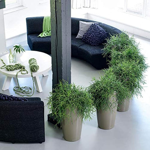 A lush green plant with needle-like leaves in a high-quality lacquered beige lechuza rondo 32 self watering planter