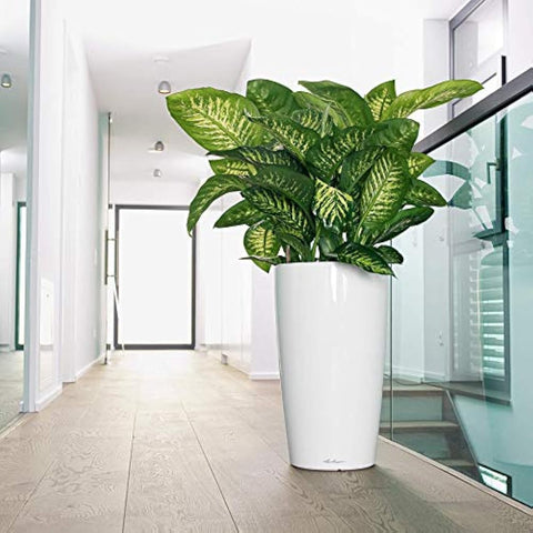 A lush dieffenbachia sits in a high-quality lacquered lechuza rondo 32 glossy white ceramic self watering planter