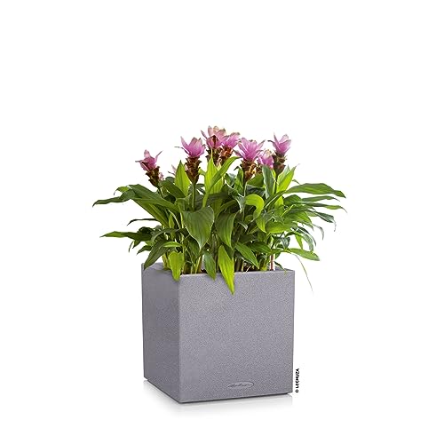 Gray textured canto stone plant pot with vibrant pink tropical plant insert for indoor and outdoor use