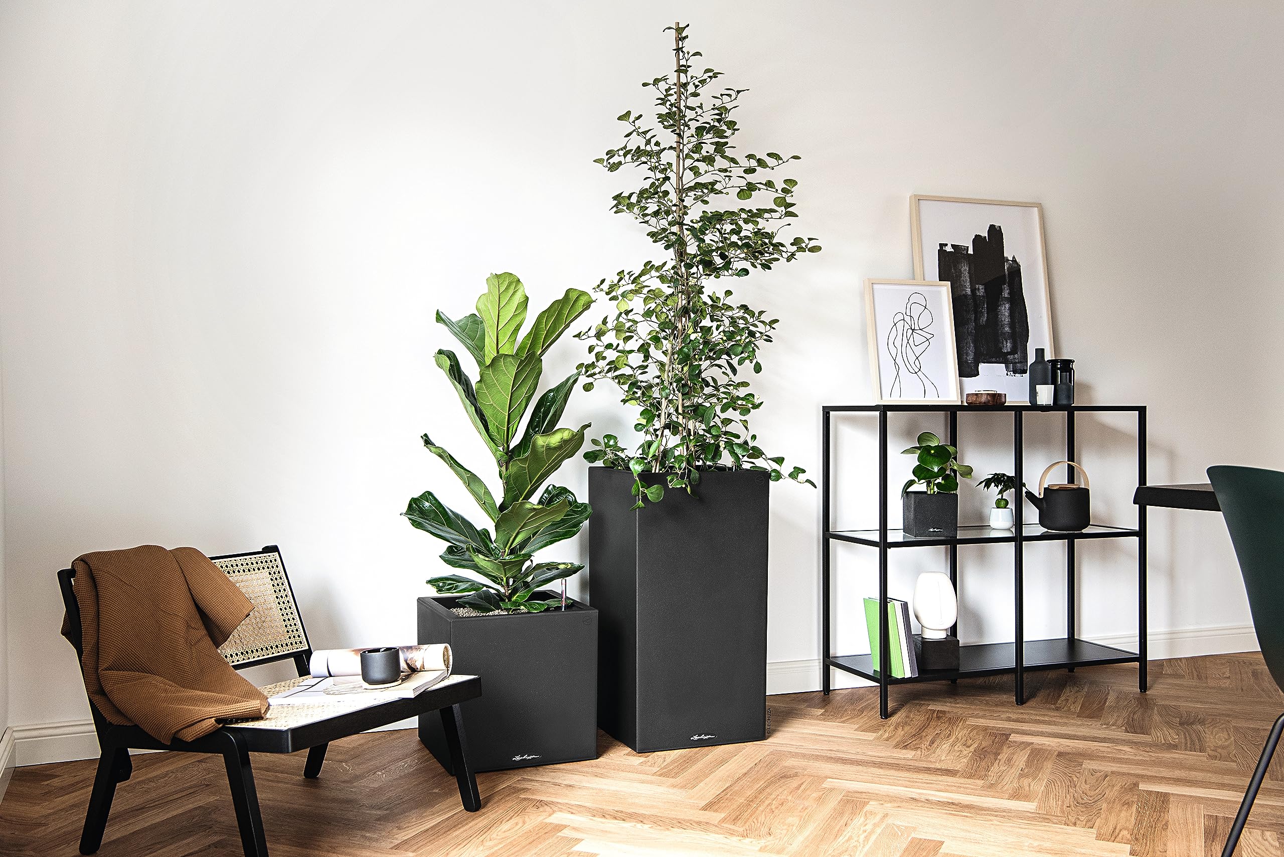 Tall fiddle-leaf fig in a sleek black graphite lechuza canto stone plant pot with self-watering feature and drainage hole