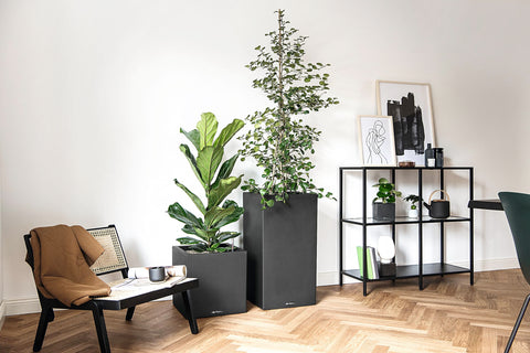 Tall fiddle-leaf fig in a sleek black graphite lechuza canto stone plant pot with self-watering feature and drainage hole