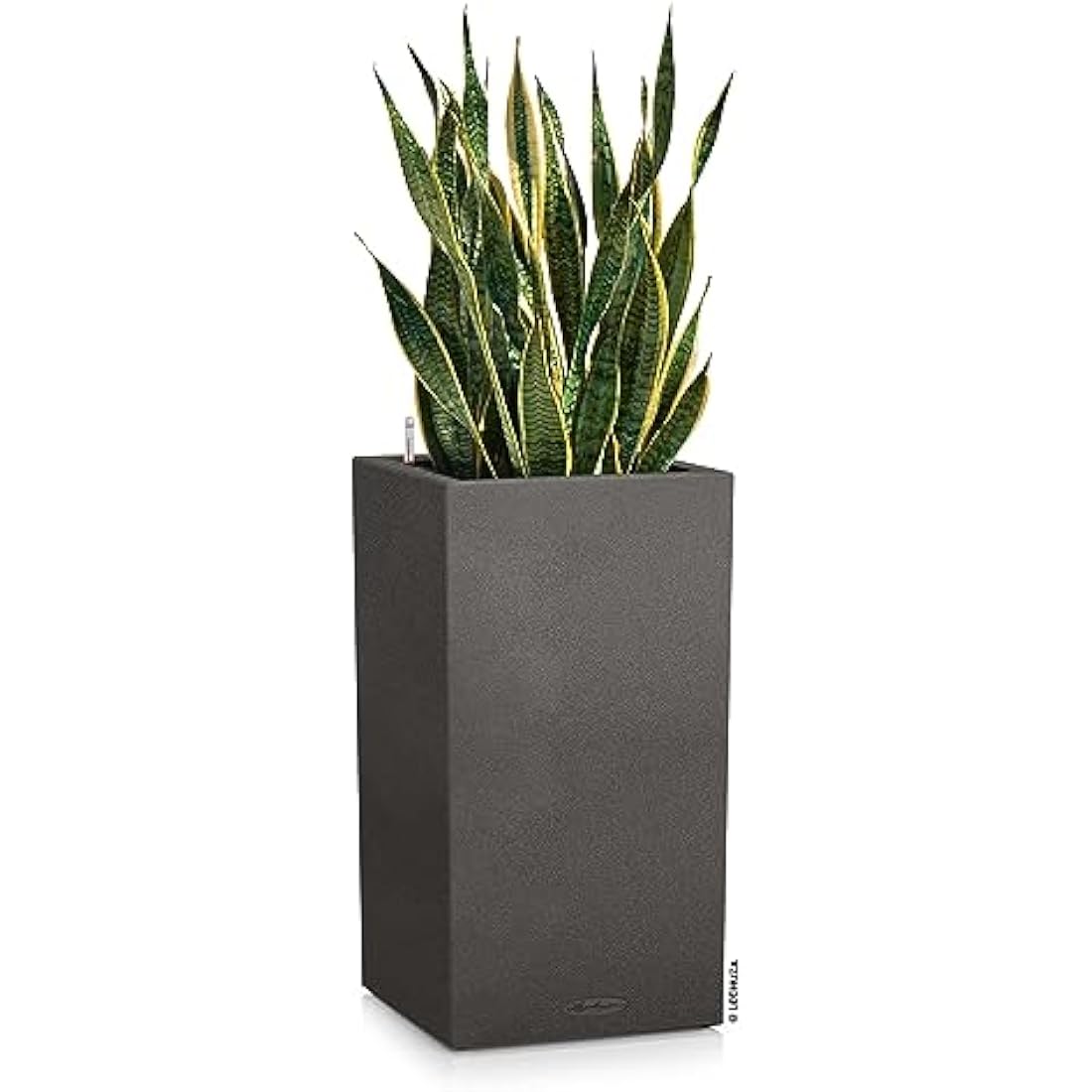 Dark gray lechuza self watering plant pot canto stone 40 with textured surface and water reservoir holding snake plant