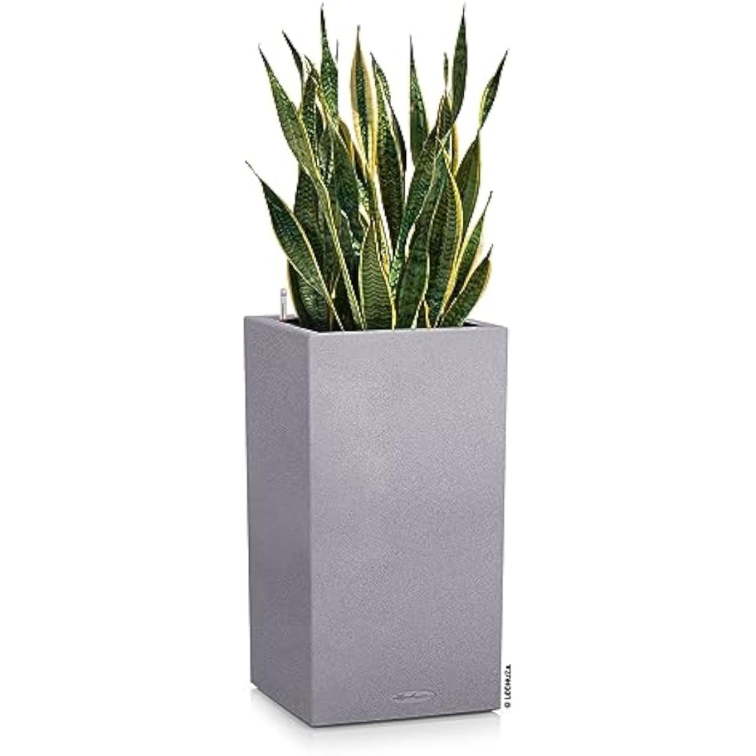 Gray rectangular canto stone self watering plant pot with snake plant made of plastic for indoor and outdoor use
