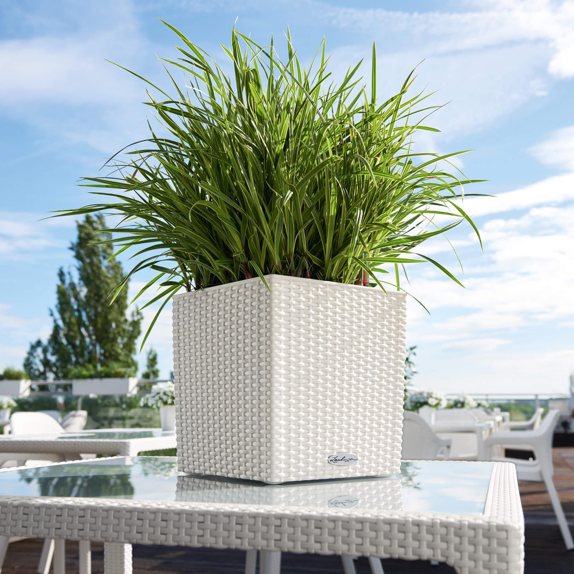 White woven rattan look lechuza self watering plant pots cube holding lush green variegated plant for indoor outdoor use