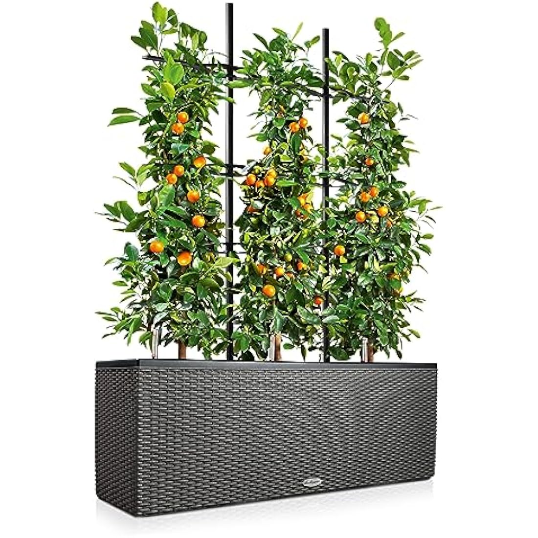 Black woven resin lechuza trio cottage 30 planter with water level indicator and trellises for citrus trees outdoors