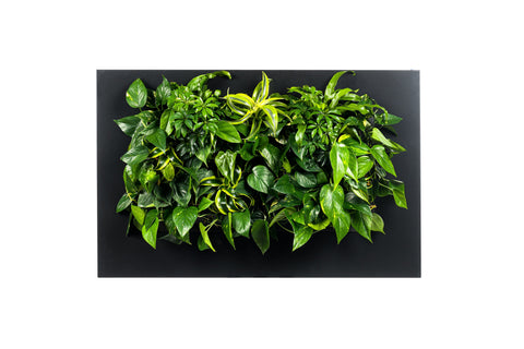 Lush green leafy plants in a modern black living wall frame planter 112cm perfect for indoor decor