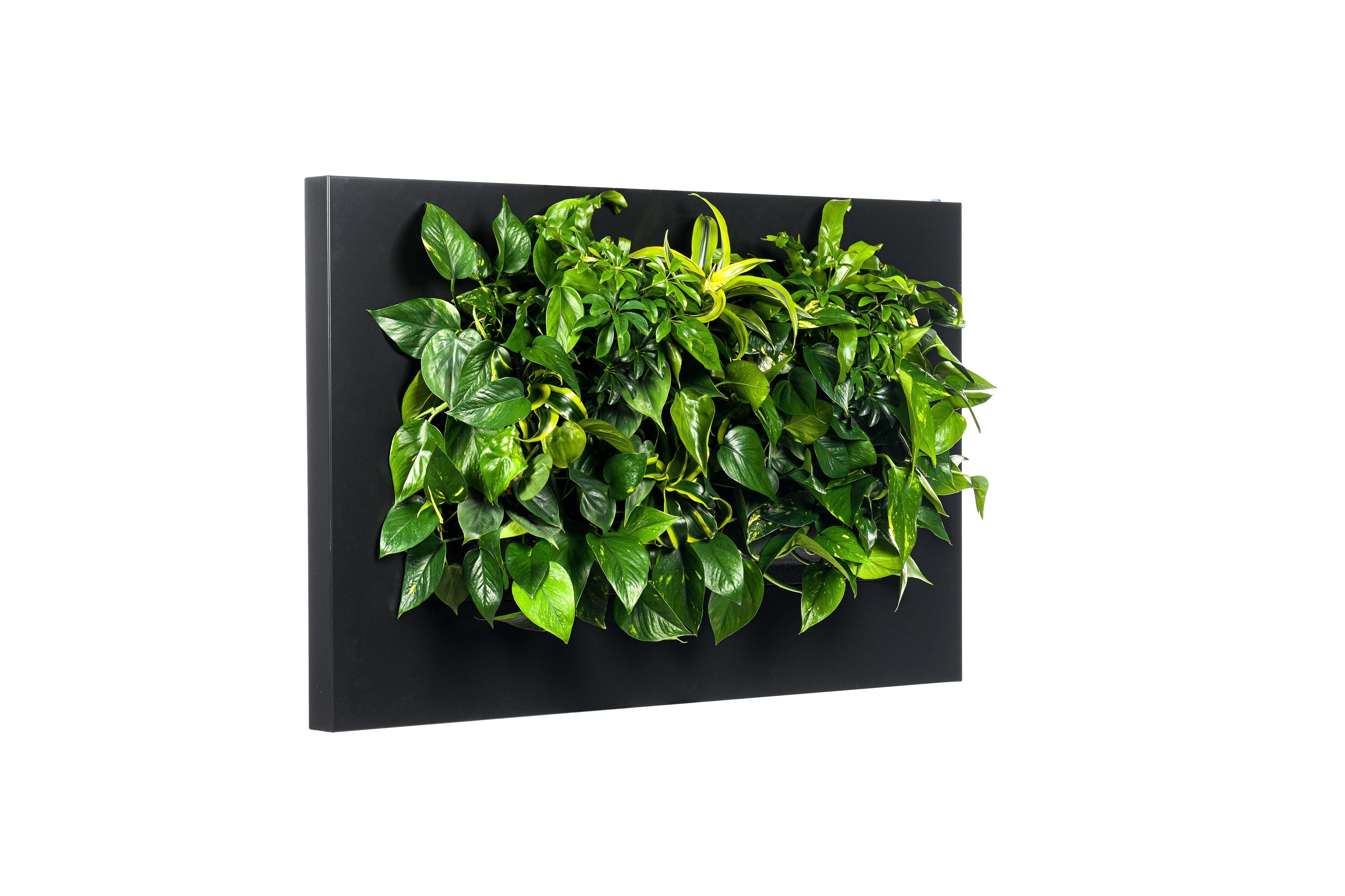 Live picture living wall frame 112cm black with black rectangular planter and lush green foliage plus yellow green plant