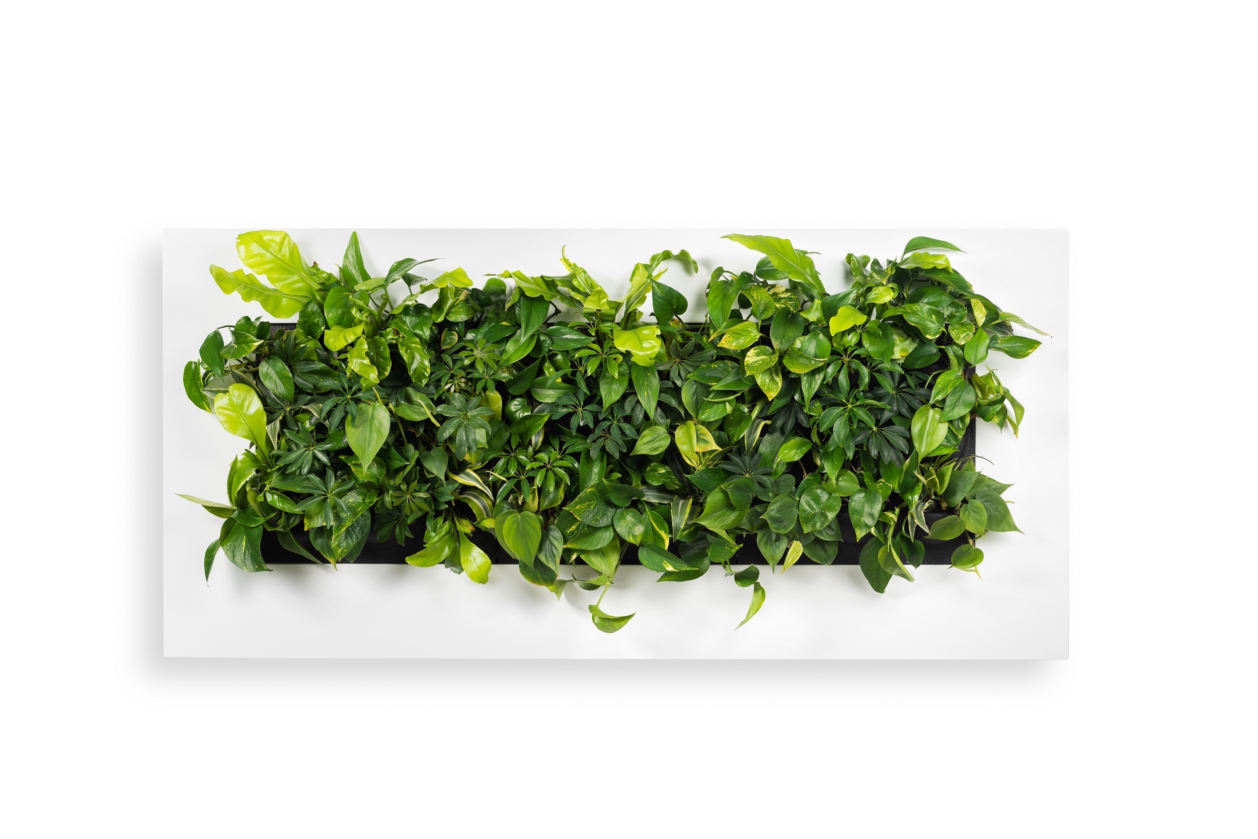 Lush green leafy plant wall panel with varied foliage textures in vibrant emerald, lime, and forest green for live picture frame