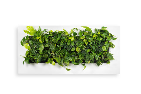 Lush green leafy plant wall panel with varied foliage textures in vibrant emerald, lime, and forest green for live picture frame