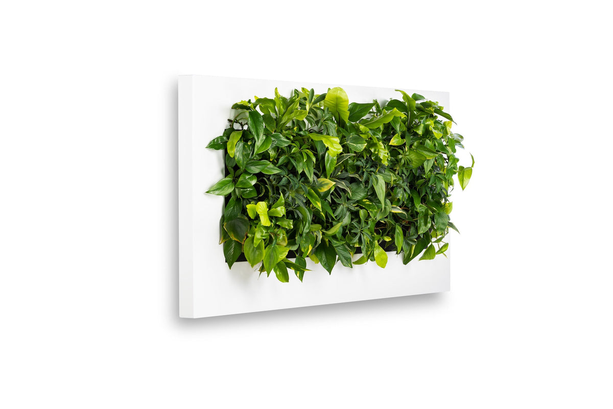 White rectangular wall-mounted living wall frame with lush green ivy in 152cm live picture planter