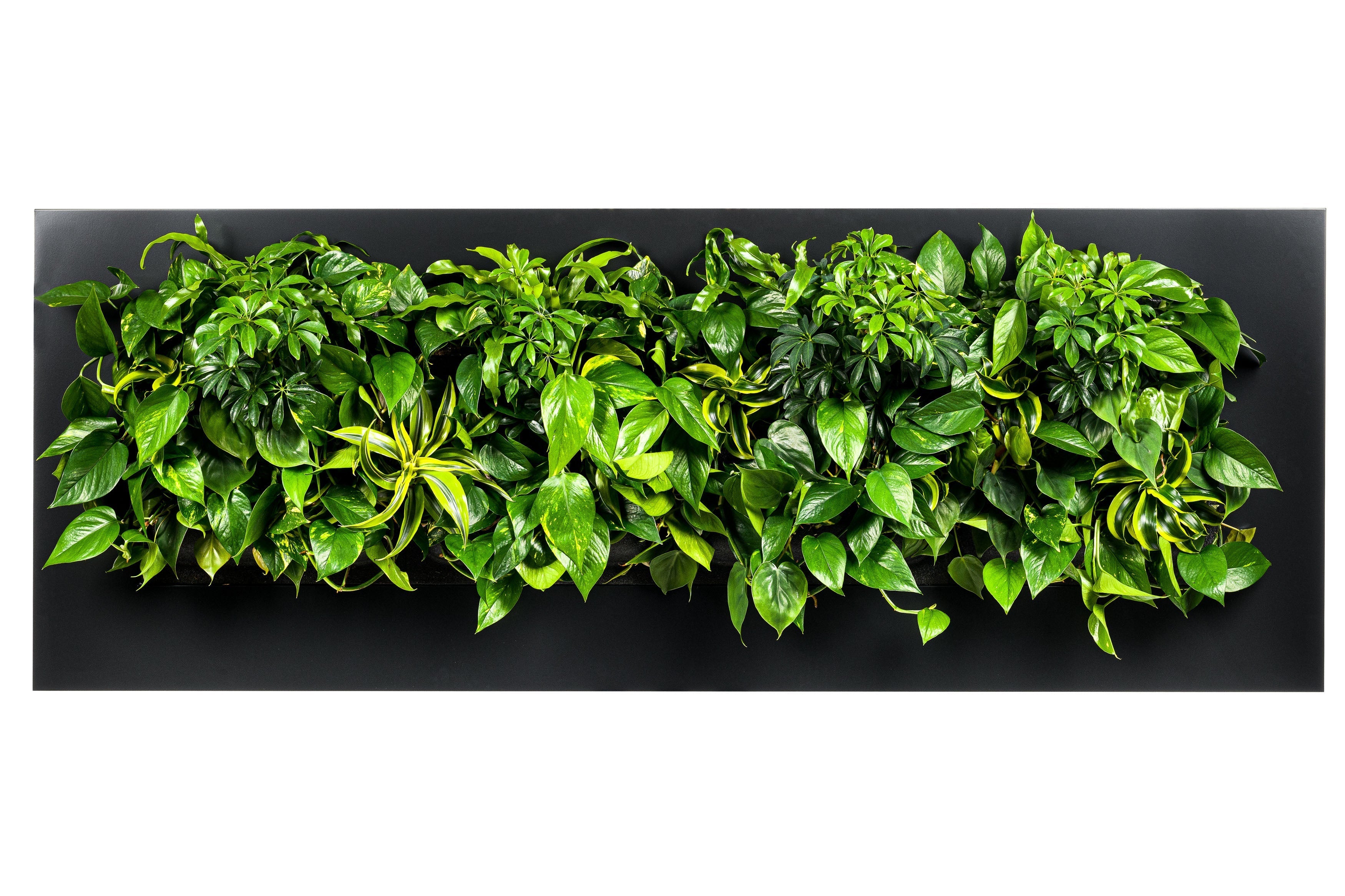 Lush green leafy plants in a dense vibrant wall mounted garden display living wall frame 192cm black