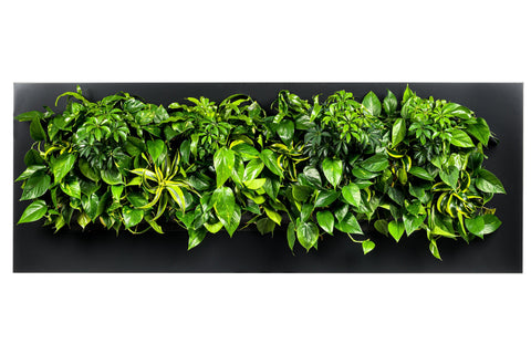 Lush green leafy plants in a dense vibrant wall mounted garden display living wall frame 192cm black