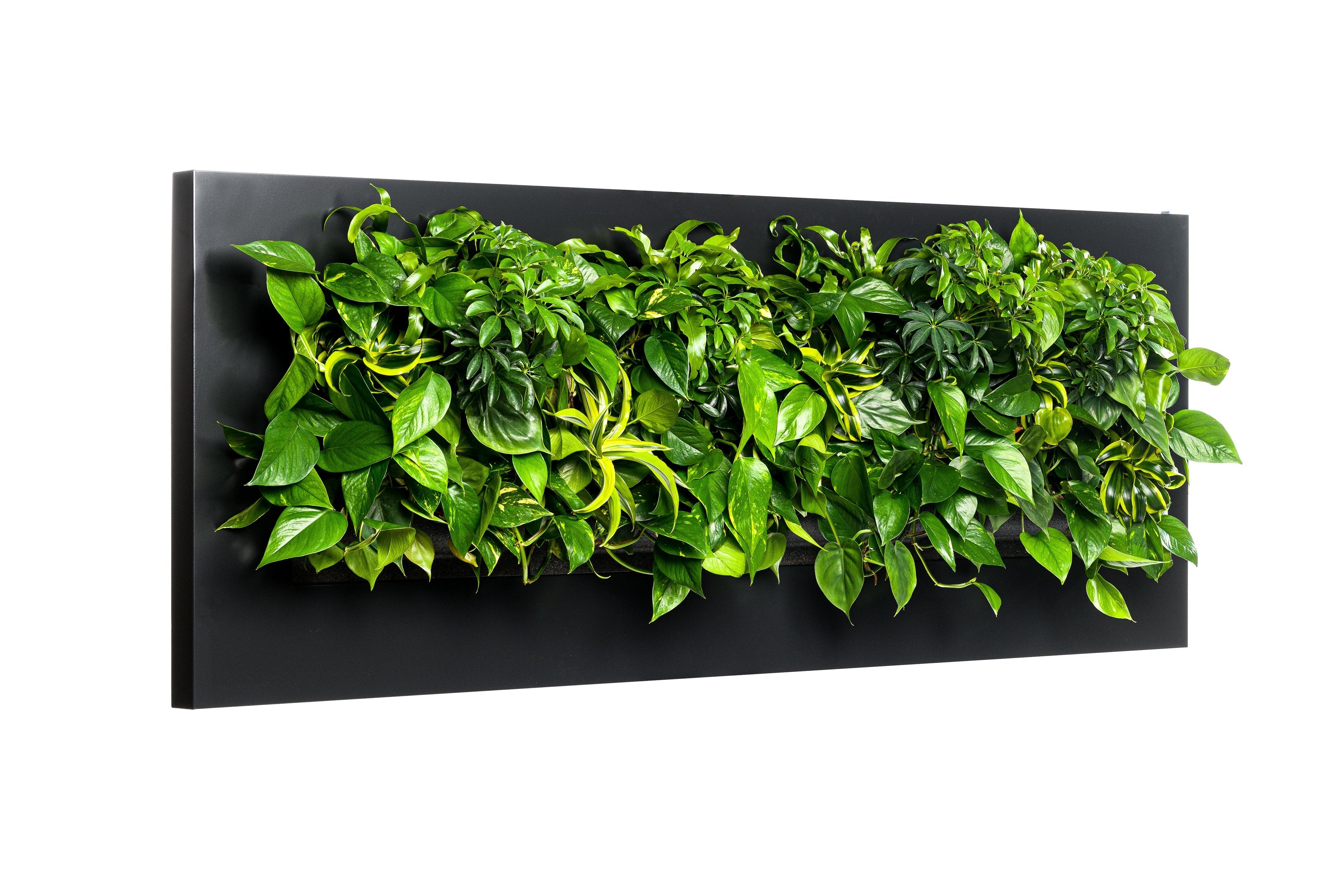 Lush green living wall frame with leafy plants in a modern black 192cm live picture panel design