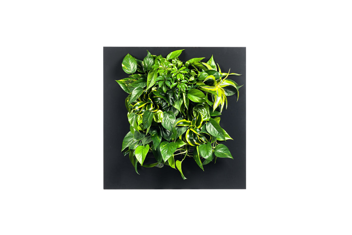 Live picture living wall frame 72cm black with lush green and variegated leafy plant arrangement on sleek panel