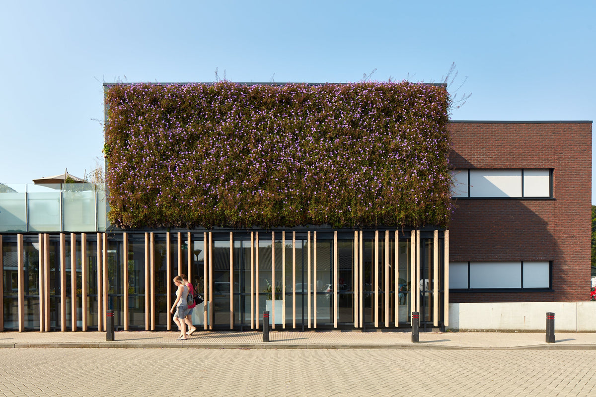 A lush green living wall with purple flowering vines made of interchangeable plant cassettes on a modern facade