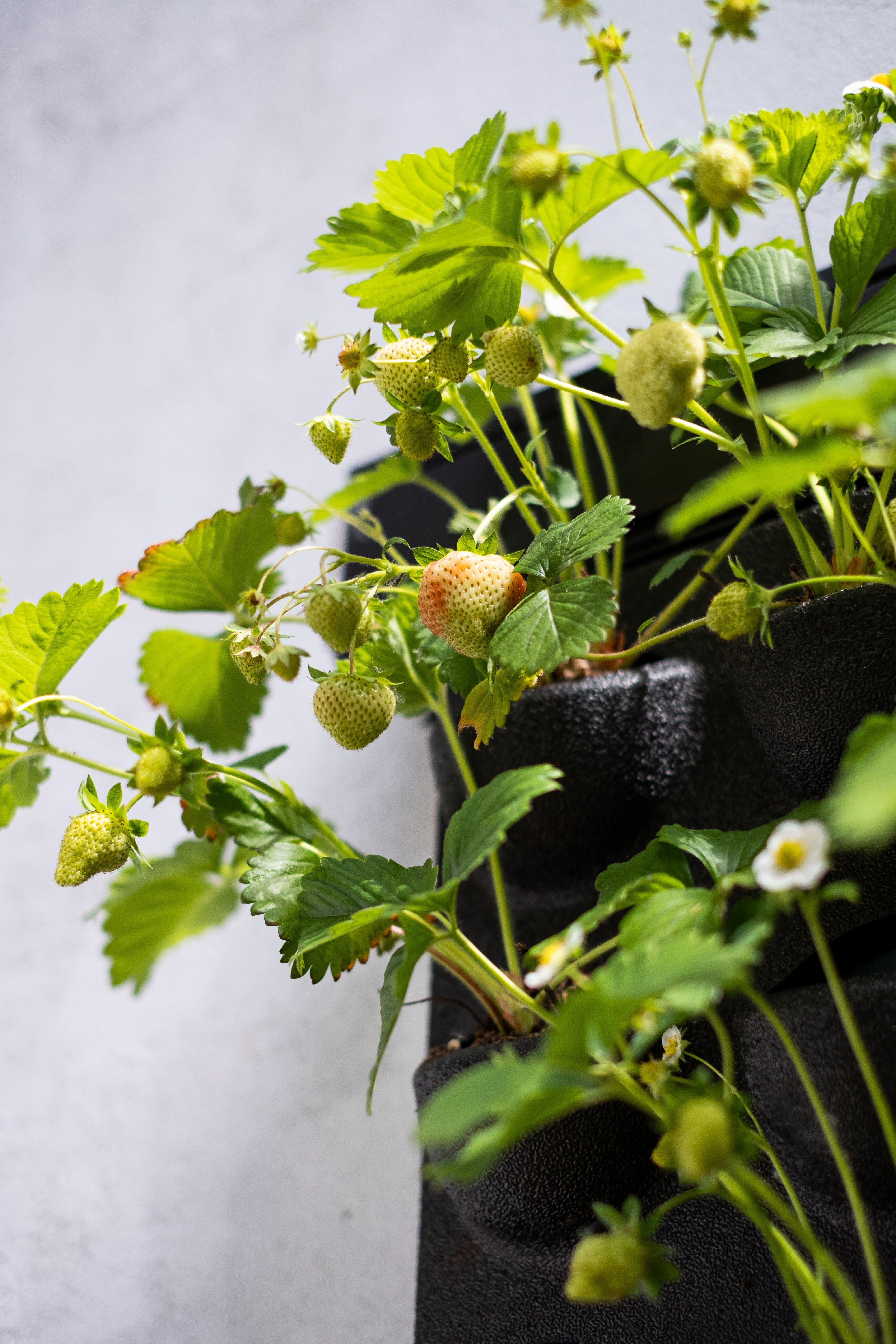 A lush strawberry plant with red and yellow berries growing in black plant cassettes on a livepanel living wall