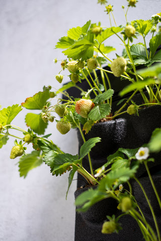 A lush strawberry plant with red and yellow berries growing in black plant cassettes on a livepanel living wall