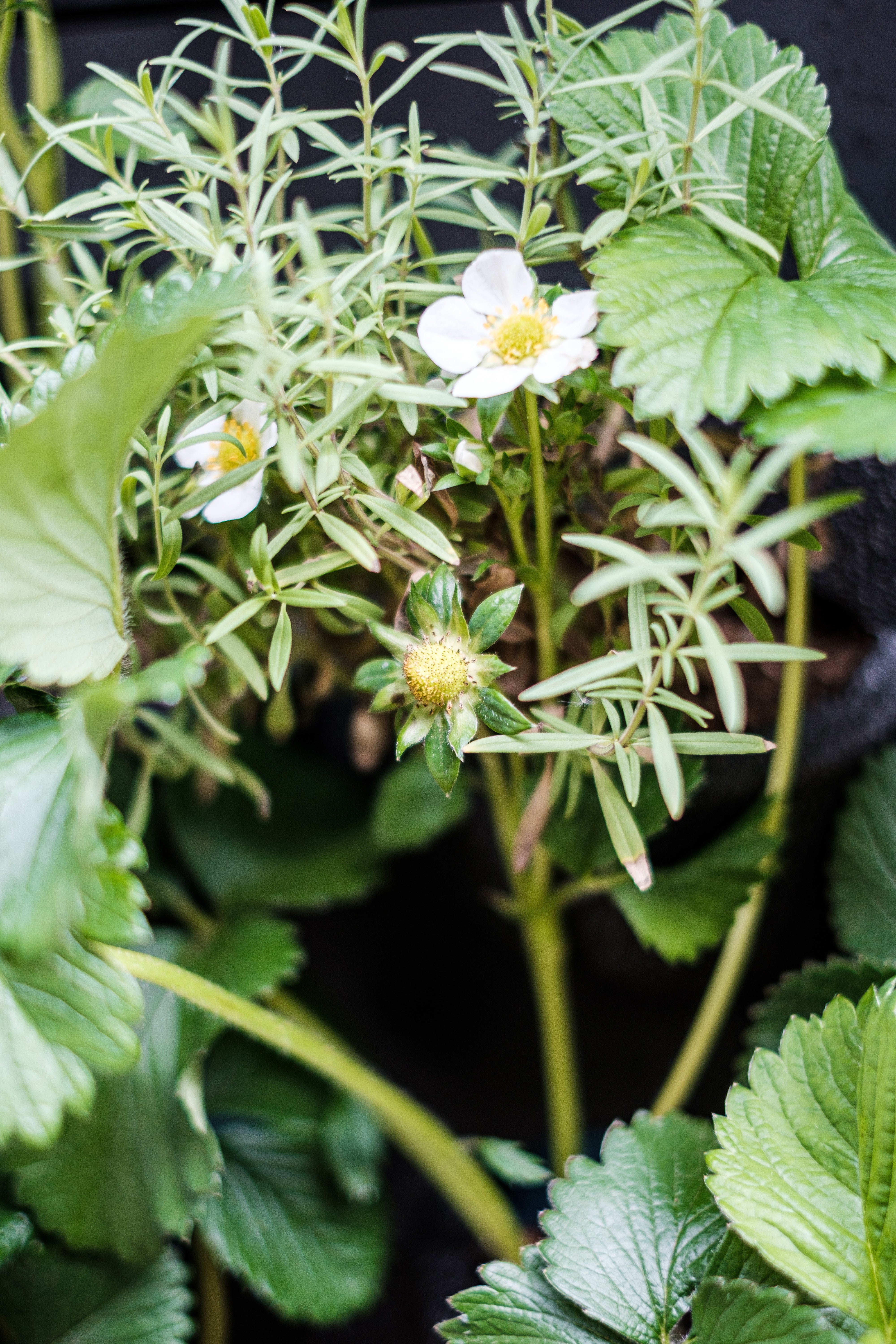 White strawberry blossoms with yellow centers on vibrant green leaves in a living wall with interchangeable plant cassettes