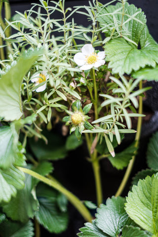 White strawberry blossoms with yellow centers on vibrant green leaves in a living wall with interchangeable plant cassettes