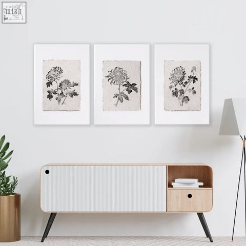 Three framed living room prints featuring black ink botanical chrysanthemum illustrations on textured beige paper