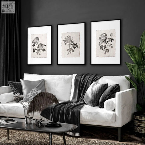 Three framed living room prints featuring black and beige botanical chrysanthemum illustrations on textured paper