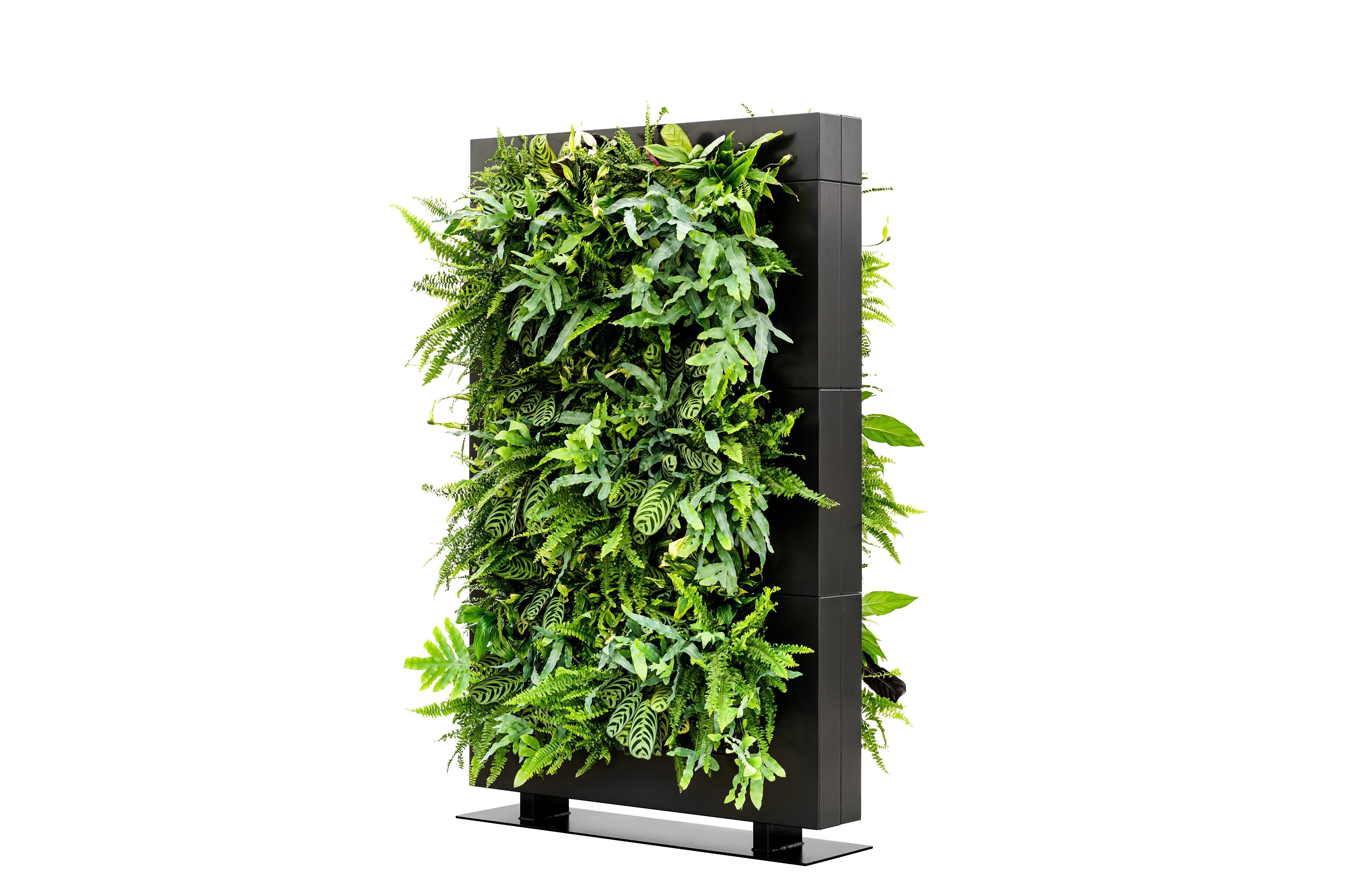 Living wall divider 180.5cm black with black frame featuring lush green ferns and leafy plants in a modern minimalist design