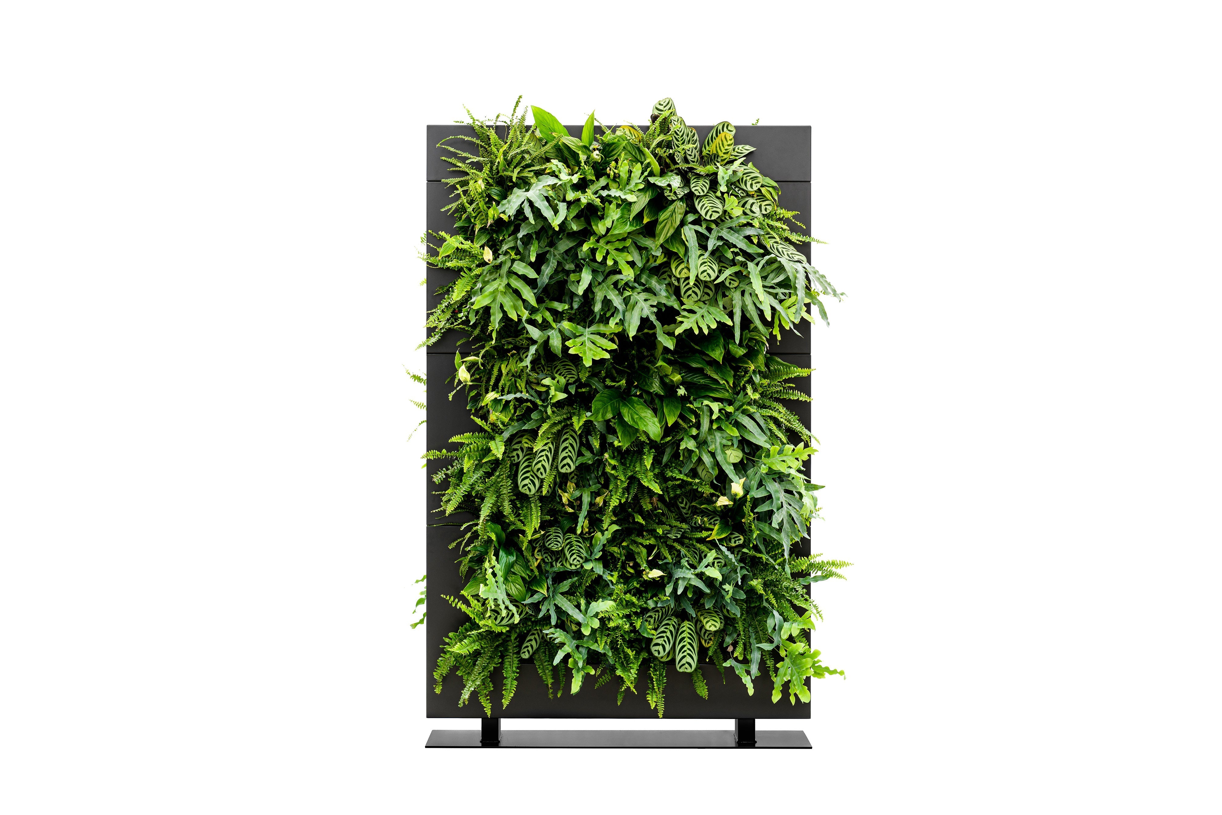 Living wall divider 180.5cm black with lush green ferns and leafy plants for vibrant vertical garden privacy