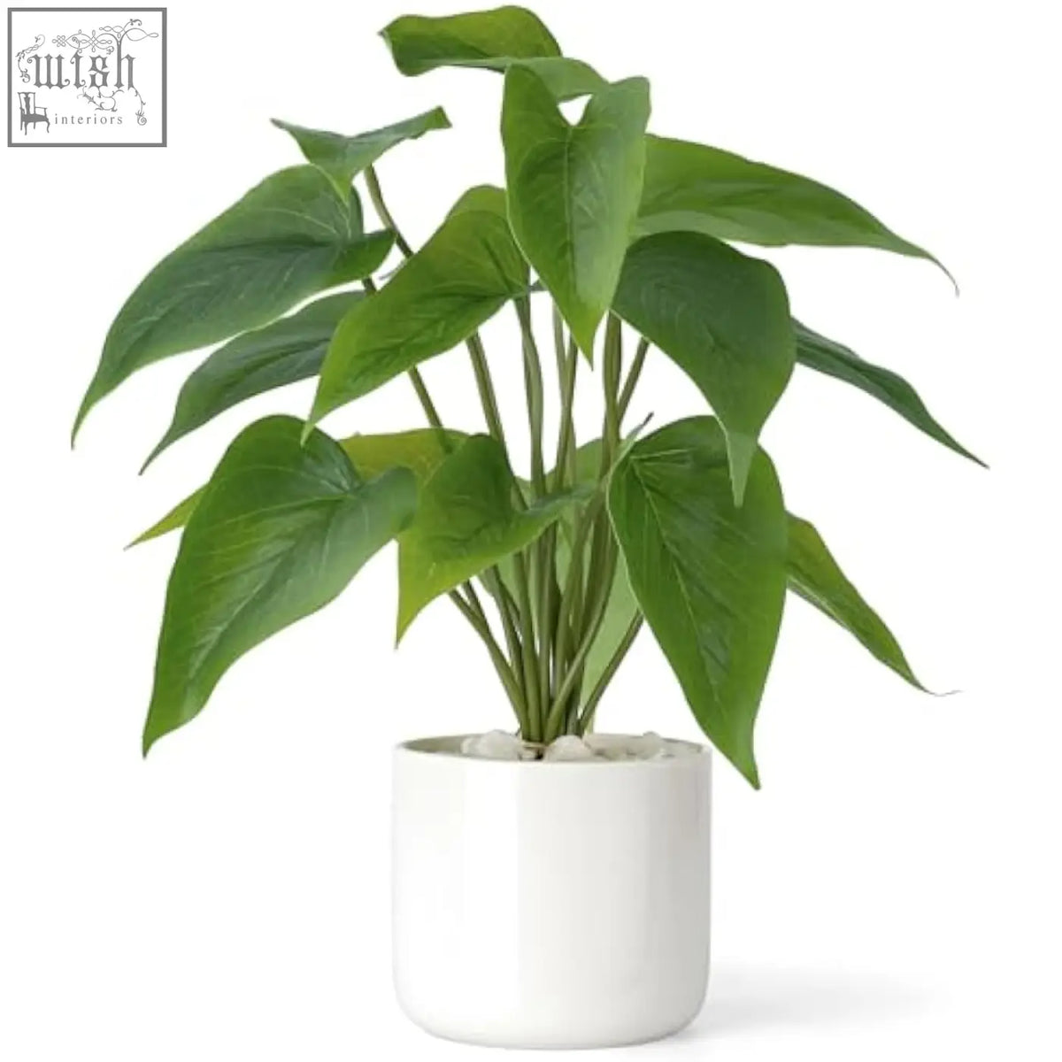 A lush green potted plant with broad leaves in a modern white ceramic pot perfect for indoor decor