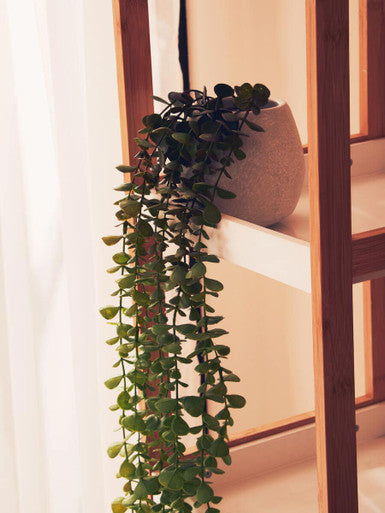 A lush green trailing plant with heart-shaped leaves in a textured beige ceramic pot on a natural shelf unit