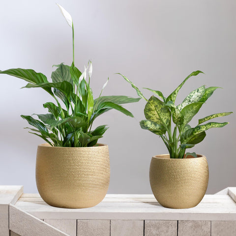 Two gold ceramic plant pots with woven texture holding green foliage and white spathiphyllum flowers