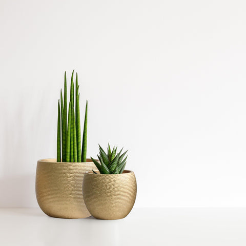 Two gold-toned textured ceramic plant pots with green succulents olly and rose barcelona set for indoor outdoor use